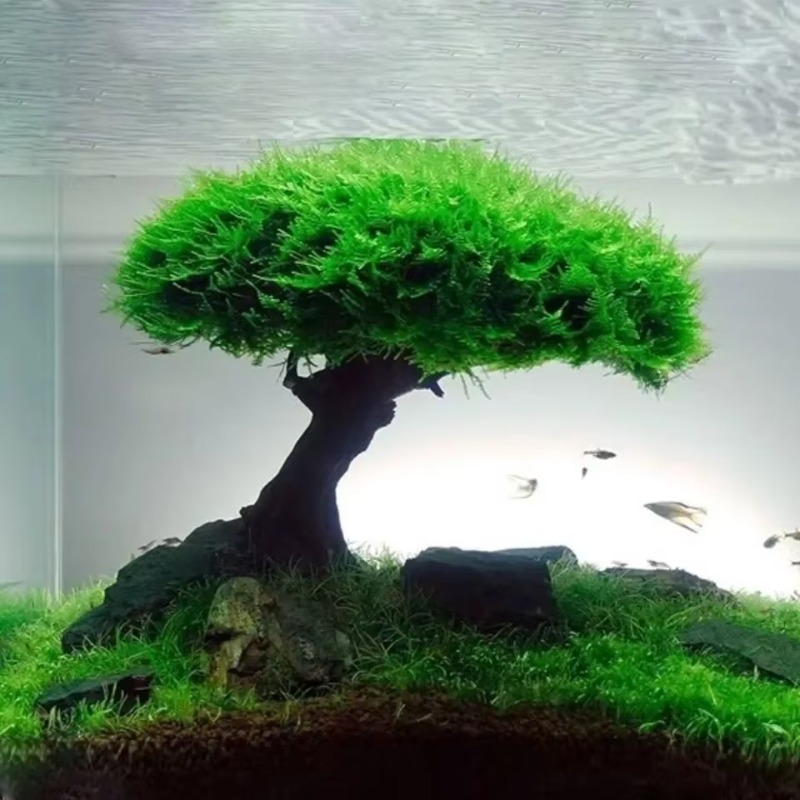 Dekorasi Akuarium Tanaman Lumu - Aquarium Plant Glue ulasan dan harga