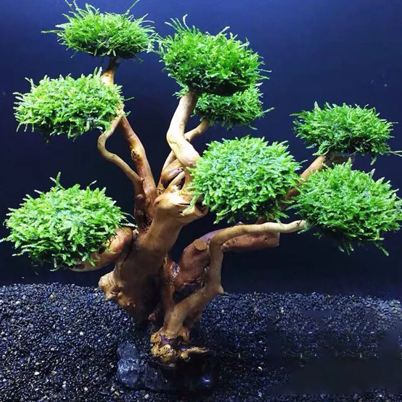 Dekorasi Akuarium Tanaman Lumu - Aquarium Plant Glue ulasan dan harga