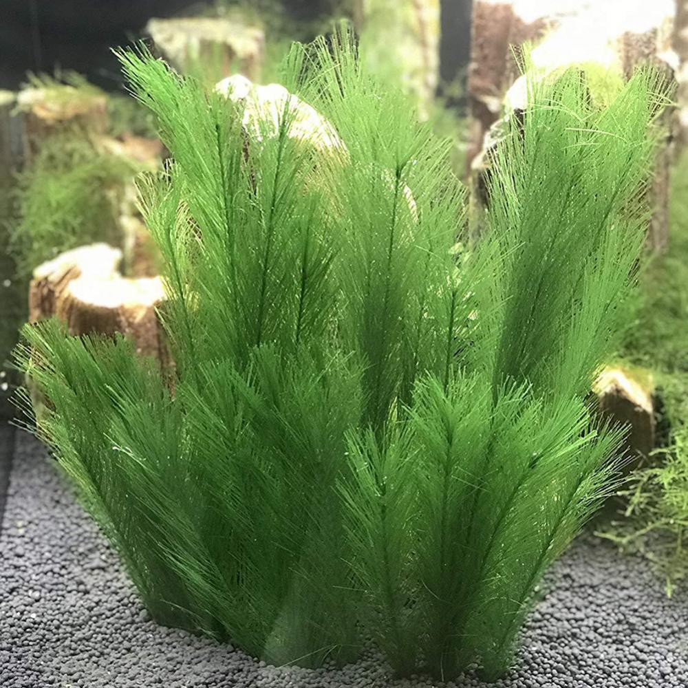 1/3 buah 28-40 cm tangki ikan  - Aquarium Plant Live ulasan dan harga