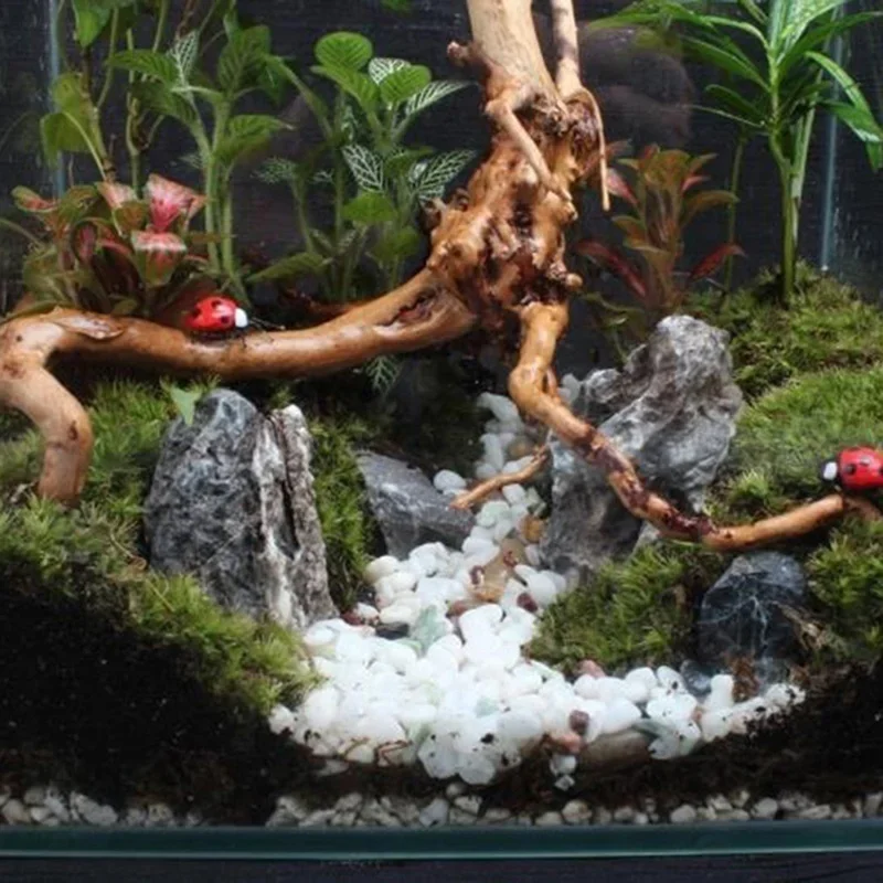 Pohon alami kayu apung akuariu - Aquarium Plant Live ulasan dan harga