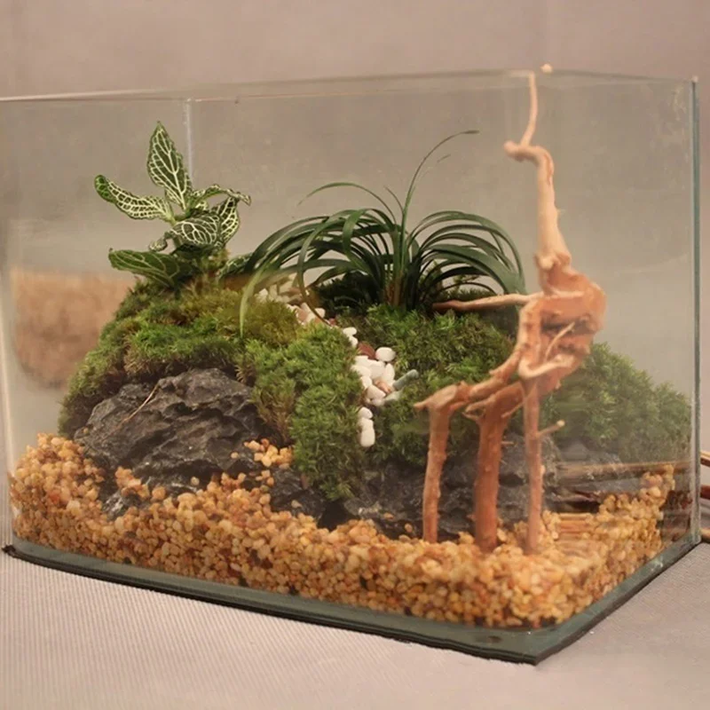 Pohon alami kayu apung akuariu - Aquarium Plant Live ulasan dan harga