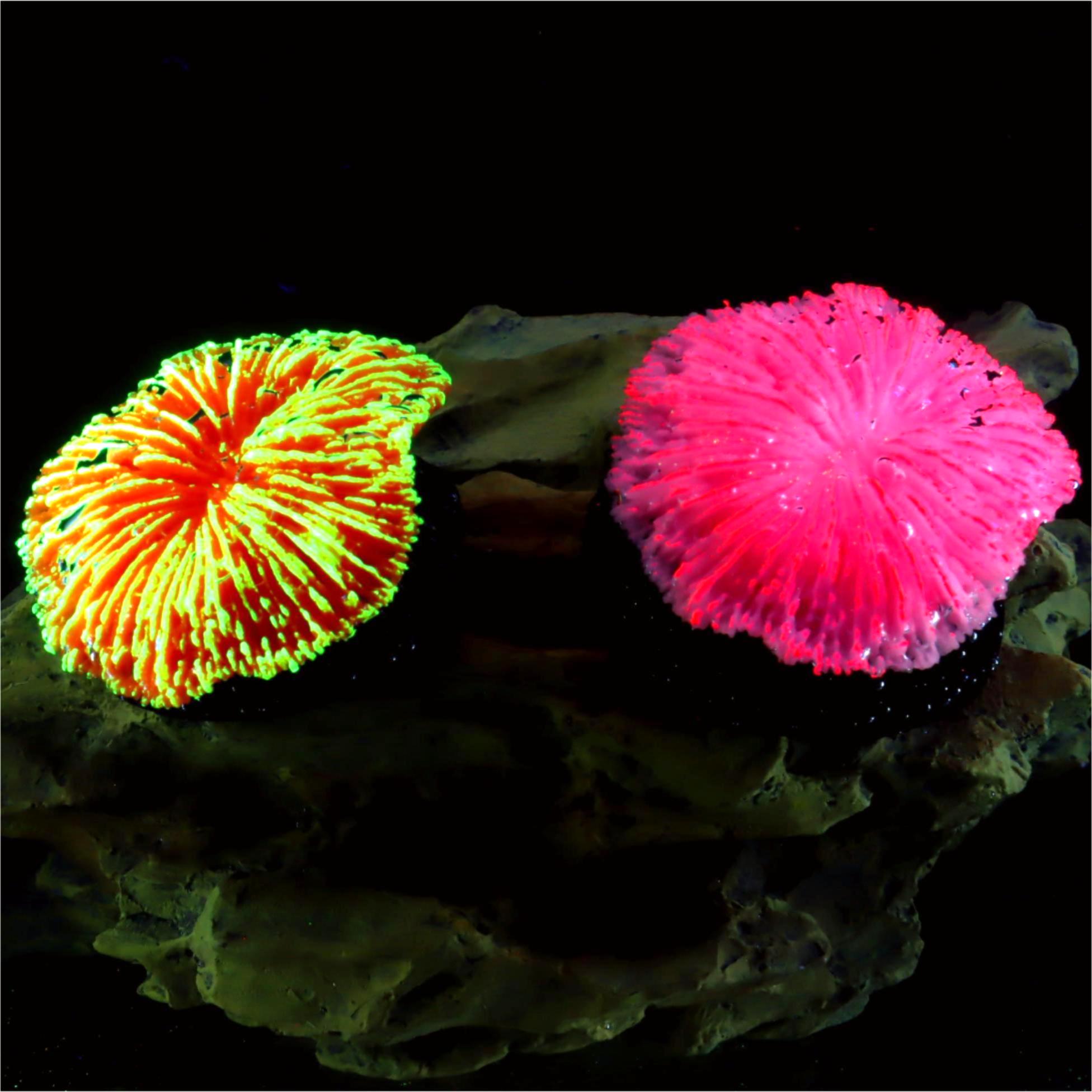 1 Buah Dekorasi Akuarium, Kara - Aquarium Plant Live ulasan dan harga