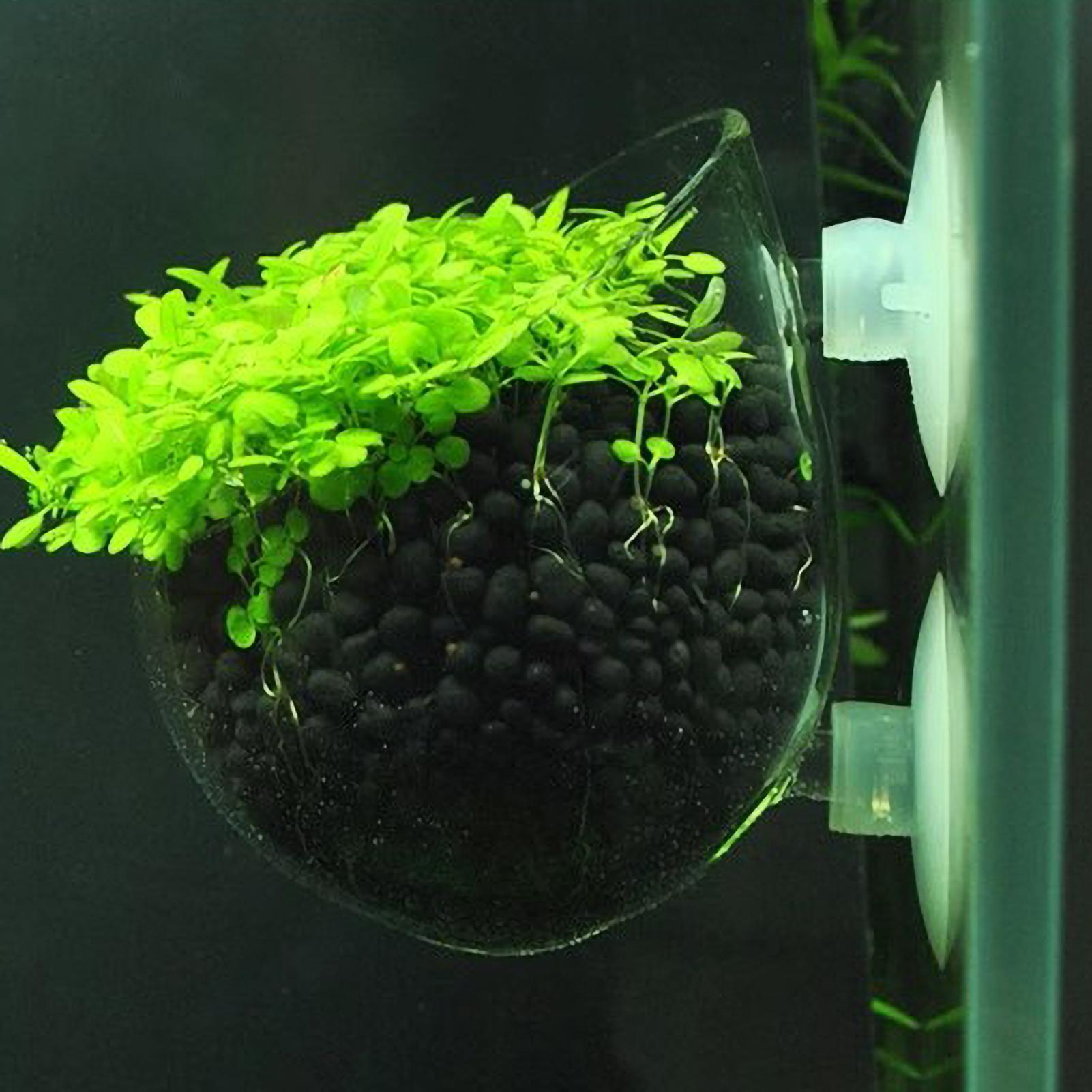 Tempat Tanaman Akuarium Kaca d - Aquarium Plant Live ulasan dan harga