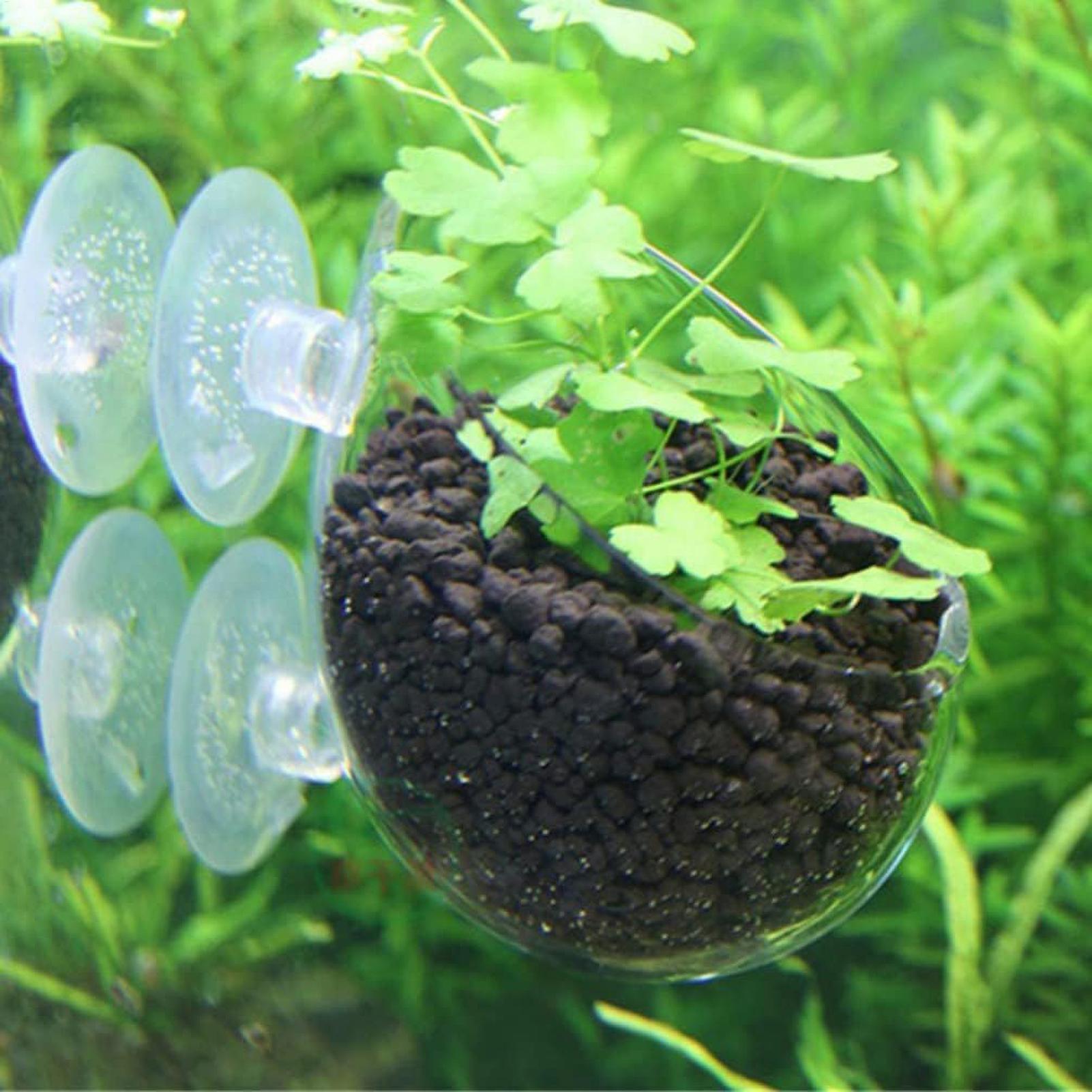 Tempat Tanaman Akuarium Kaca d - Aquarium Plant Live ulasan dan harga