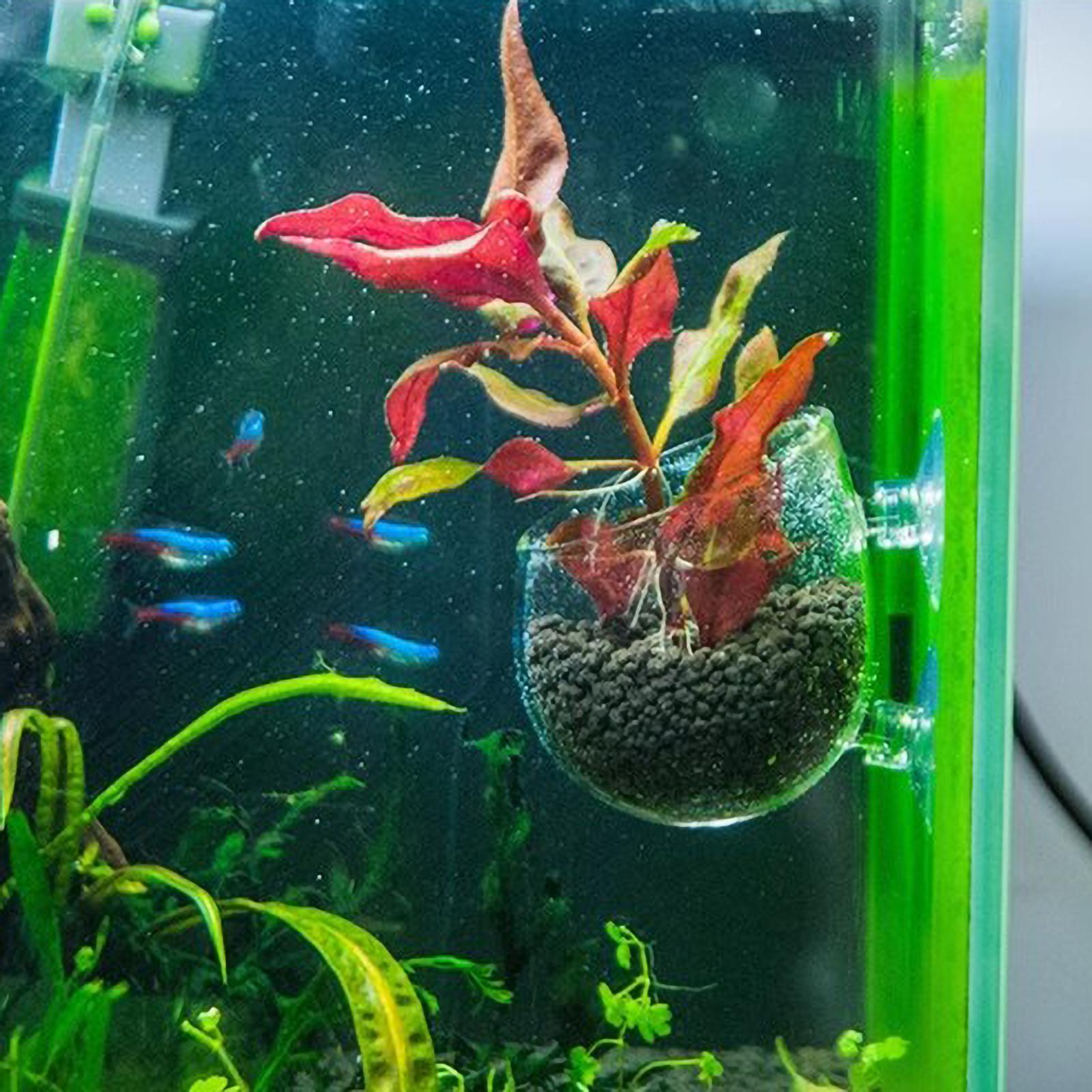 Tempat Tanaman Akuarium Kaca d - Aquarium Plant Live ulasan dan harga