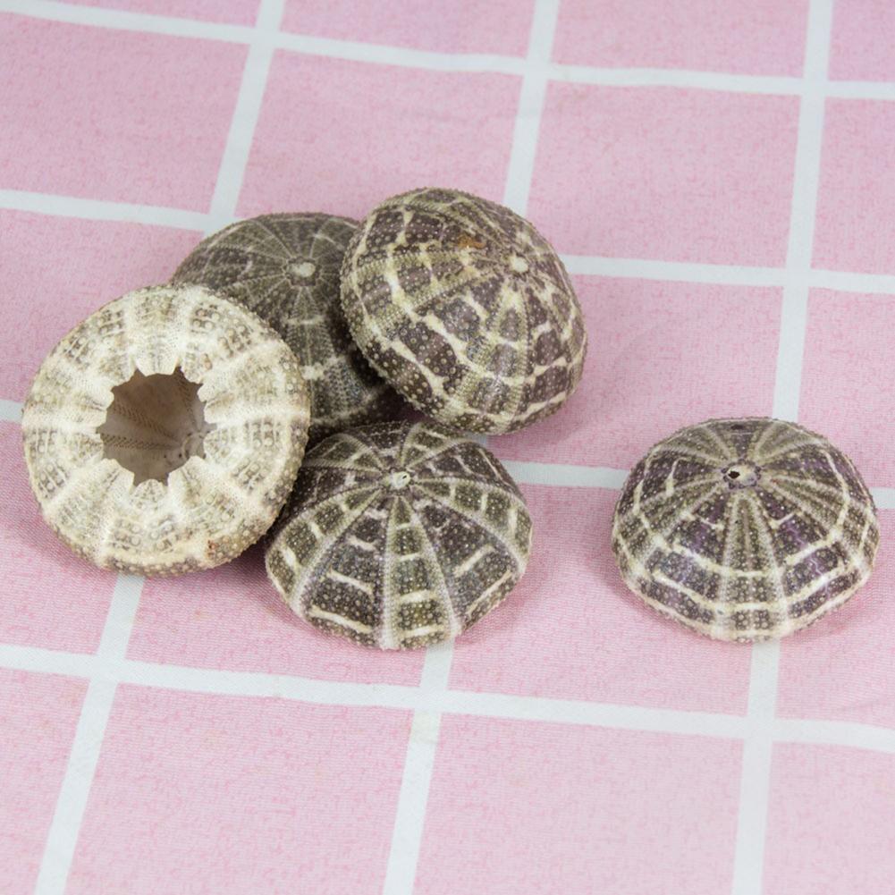 5 cm-6 cm hiasan keong kerang  - Planted Aquarium Air Stone ulasan dan harga