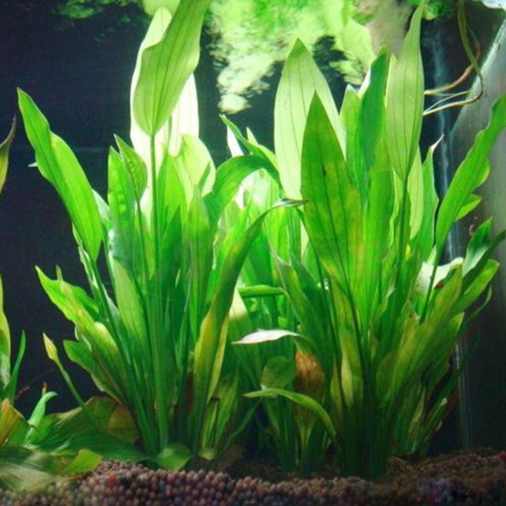 Tanaman dekorasi akuarium buat - Aquarium Plant Live ulasan dan harga