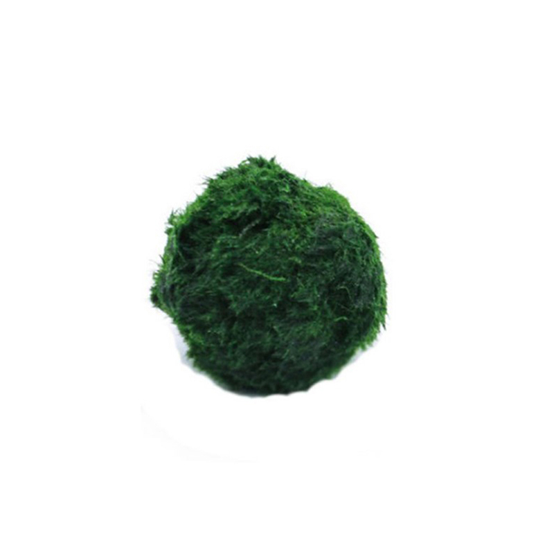 Bola Lumut Marimo Tanaman Akua - Aquarium Plant Live ulasan dan harga