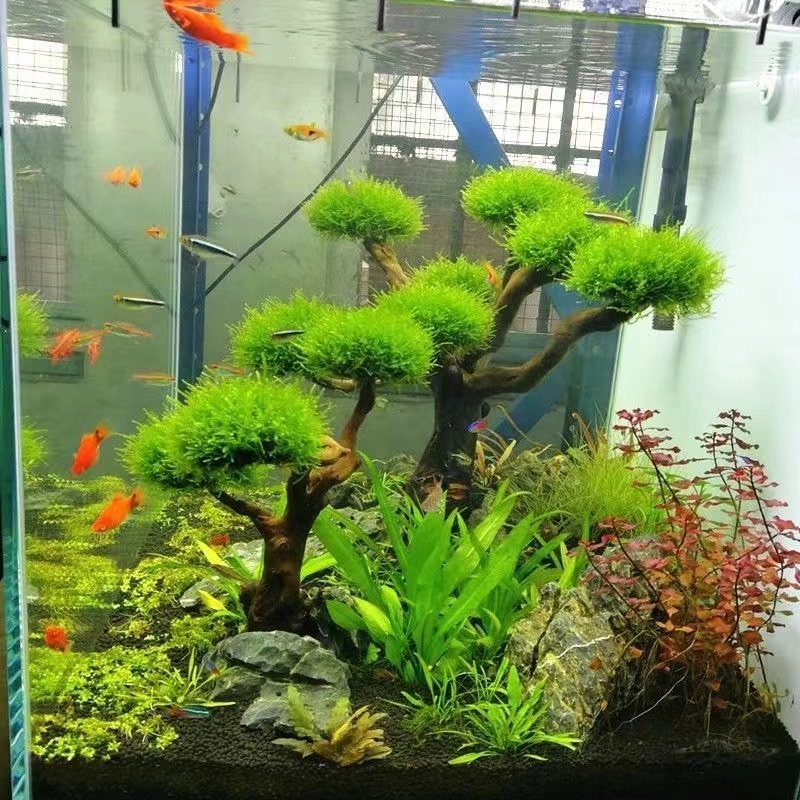 Aksesori Kerangka Pohon Lumut  - Aquarium Planted Tree ulasan dan harga